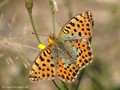 Kleiner Perlmuttfalter (Issoria lathonia) - DE (NI)