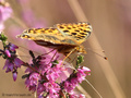 Kleiner Perlmuttfalter (Issoria lathonia) - DE (NI)
