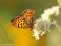 Kleiner Perlmuttfalter (Issoria lathonia) - DE (MV)