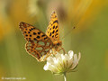 Kleiner Perlmuttfalter (Issoria lathonia) - DE (MV)