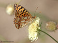 Kleiner Perlmuttfalter (Issoria lathonia) - DE (MV)