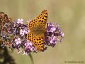Kleiner Perlmuttfalter (Issoria lathonia) - DE (MV)