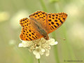 Kleiner Perlmuttfalter (Issoria lathonia) - DE (MV)
