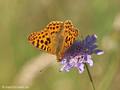 Kleiner Perlmuttfalter (Issoria lathonia) - DE (MV)
