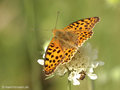 Kleiner Perlmuttfalter (Issoria lathonia) - DE (MV)