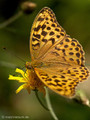 Kaisermantel (Argynnis paphia), Weibchen - SE (Hallands län)