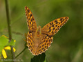Kaisermantel (Argynnis paphia), Weibchen - SE (Hallands län)