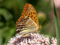 Kaisermantel (Argynnis paphia), Männchen - DE (SH)