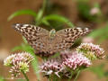 Kaisermantel (Argynnis paphia f. valensina), Weibchen - DE (SH)