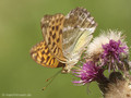 Kaisermantel (Argynnis paphia), Weibchen - DE (NI)