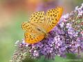 Kaisermantel (Argynnis paphia), Männchen - DE (MV)