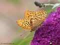 Kaisermantel (Argynnis paphia), Männchen - DE (MV)