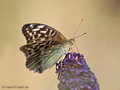 Kaisermantel (Argynnis paphia f. valensina), Weibchen - DE (MV)