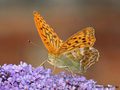 Kaisermantel (Argynnis paphia), Männchen - DE (MV)