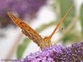 Kaisermantel (Argynnis paphia), Männchen - DE (MV)