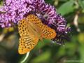 Kaisermantel (Argynnis paphia), Männchen - DE (MV)