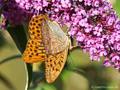 Kaisermantel (Argynnis paphia), Männchen - DE (MV)