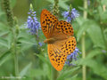 Kaisermantel (Argynnis paphia), Männchen - DE (MV)