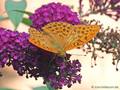Kaisermantel (Argynnis paphia), Männchen - DE (MV)