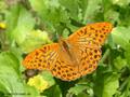 Kaisermantel (Argynnis paphia), Männchen - DE (MV)