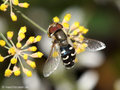 Späte Großstirnschwebfliege (Scaeva pyrastri), Männchen - DE (HH) 