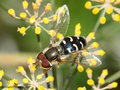 Späte Großstirnschwebfliege (Scaeva pyrastri), Männchen - DE (HH) 