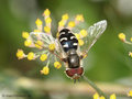 Späte Großstirnschwebfliege (Scaeva pyrastri), Männchen - DE (HH) 