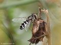 Späte Großstirnschwebfliege (Scaeva pyrastri), Weibchen - DE (HH) 