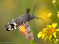 Taubenschwänzchen (Macroglossum stellatarum) - FR (Korsika, Balagne)