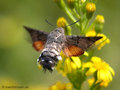 Taubenschwänzchen (Macroglossum stellatarum) - FR (Korsika, Balagne)