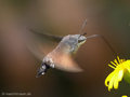 Taubenschwänzchen (Macroglossum stellatarum) - FR (Korsika, Balagne)