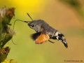 Taubenschwänzchen (Macroglossum stellatarum) - FR (Korsika, Balagne)