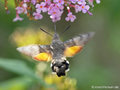 Taubenschwänzchen (Macroglossum stellatarum) - DE (MV)