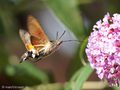 Taubenschwänzchen (Macroglossum stellatarum) - DE (MV)