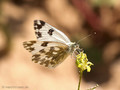 Resedafalter (Pontia edusa), Weibchen - DE (SH)