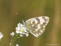 Resedafalter (Pontia edusa) - DE (MV)