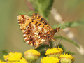Magerrasen-Perlmuttfalter (Boloria dia) - DE (NI)