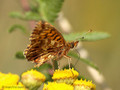 Magerrasen-Perlmuttfalter (Boloria dia) - DE (NI)