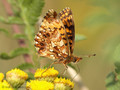 Magerrasen-Perlmuttfalter (Boloria dia) - DE (NI)