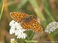 Magerrasen-Perlmuttfalter (Boloria dia) - DE (MV)