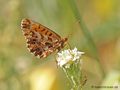 Magerrasen-Perlmuttfalter (Boloria dia) - DE (MV)
