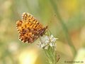 Magerrasen-Perlmuttfalter (Boloria dia) - DE (MV)