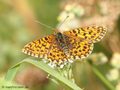 Magerrasen-Perlmuttfalter (Boloria dia) - DE (MV)