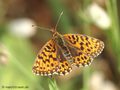 Magerrasen-Perlmuttfalter (Boloria dia) - DE (MV)