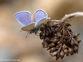 Hauhechel-Bläuling (Polyommatus icarus), Männchen - FR (Korsika, Balagne)