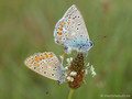 Hauhechel-Bläuling (Polyommatus icarus), Kopula - DE (NI)