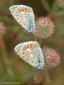 Hauhechel-Bläuling (Polyommatus icarus), zwei Männchen - DE (SH)