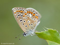 Hauhechel-Bläuling (Polyommatus icarus) - DE (NI)