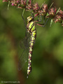 Blaugrüne Mosaikjungfer (Aeshna cyanea), Weibchen - DE (HH)