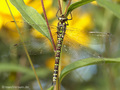 Blaugrüne Mosaikjungfer (Aeshna cyanea), Weibchen - DE (HH)